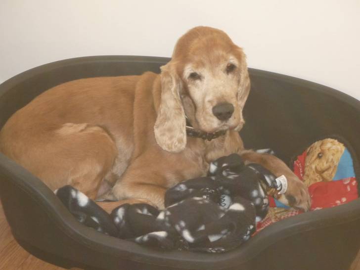 Bill - Cocker Anglais Mâle (15 ans)