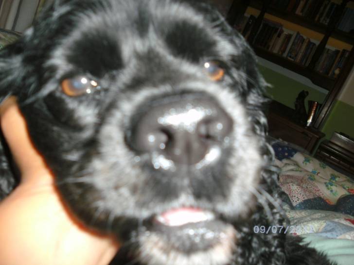 Chloe - Cocker Anglais Femelle (5 mois)