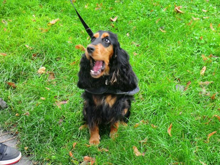 GRENADE - Cocker Anglais Femelle (2 ans)