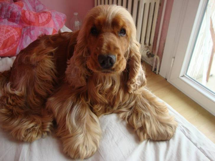 Tae - Cocker Anglais Mâle (3 ans)