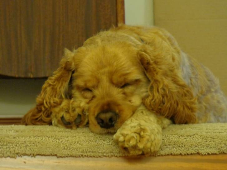 Clover - Cocker Anglais Mâle (2 ans)