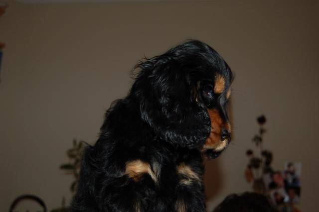 cocker anglais Banjo - Cocker Anglais