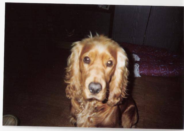 Achille, cocker anglais, à 10 mois - Cocker Anglais (10 mois)