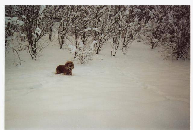 Achille, cocker anglais de 13 mois - Cocker Anglais (1 an et 1 mois)