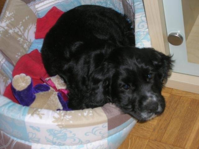 Cocker Spaniel - Cyrius - Cocker Anglais