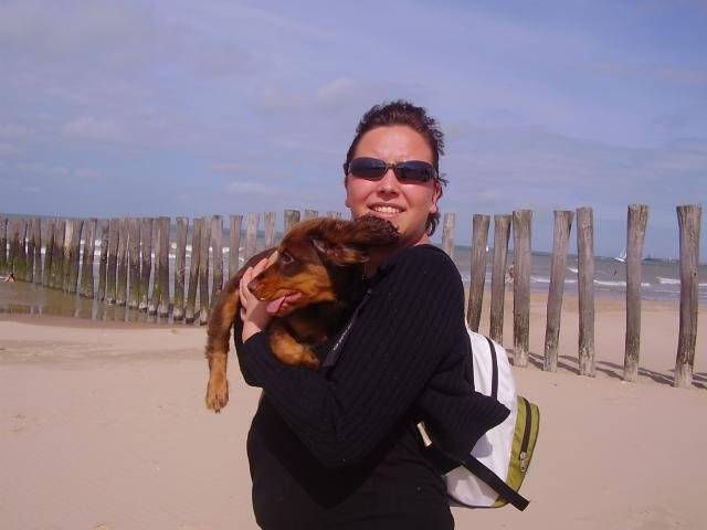 Crésus cocker spaniel - Cocker Anglais