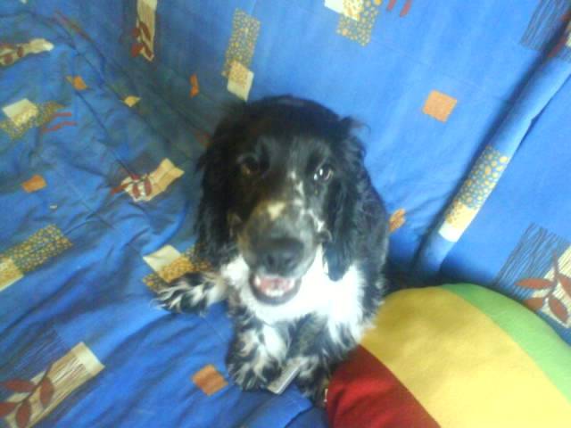 cocker anglais crack - Cocker Anglais