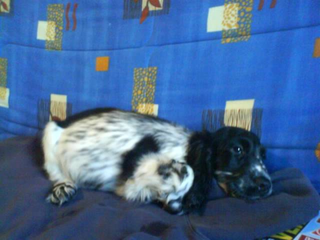 cocker spaniel crack - Cocker Anglais