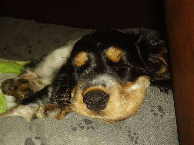 cocker anglais - Cocker Anglais