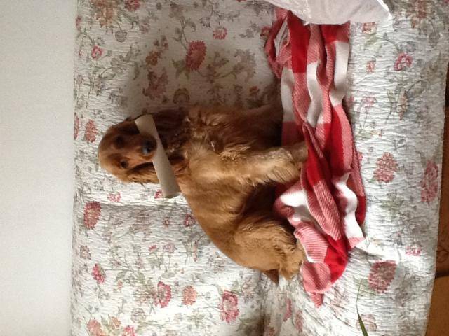 Jules cocker anglais - Cocker Anglais