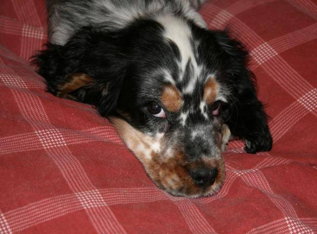 Photo de Cocker Anglais : Cortex 2 mois et demi - Cocker Anglais (2 mois)