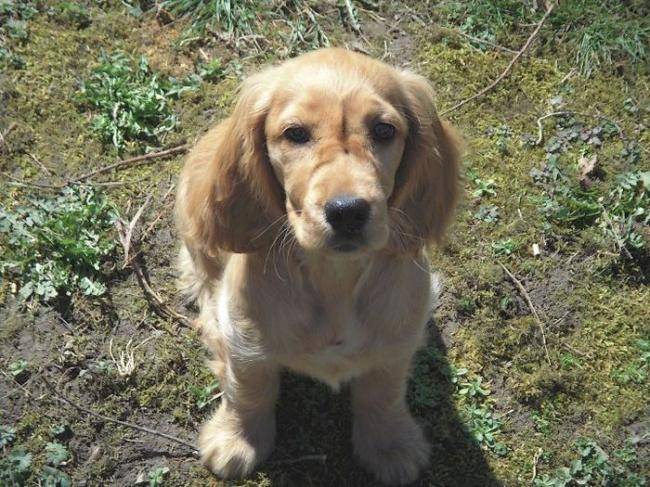 Era chiot Cocker Anglais 4 mois - Cocker Anglais (4 mois)