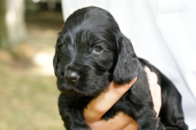 Stanley chiot Cocker Anglais Noir - Cocker Anglais