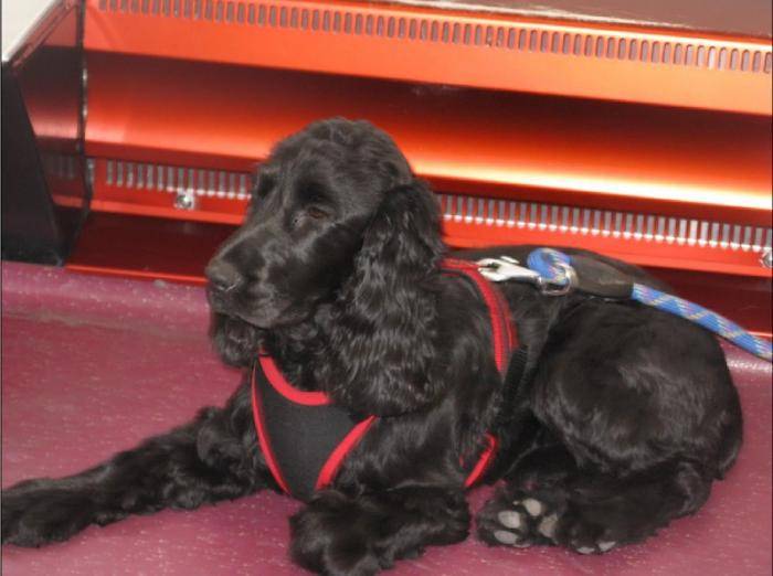 Fanny 2 ans - Cocker Anglais (2 ans)