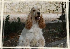 Eva Cassidy - Cocker Anglais Femelle (2 ans)