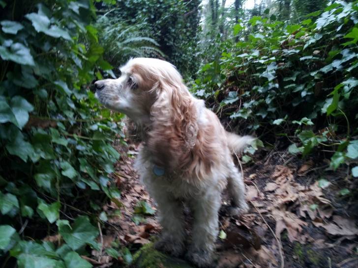 Un Cocker au teint clair