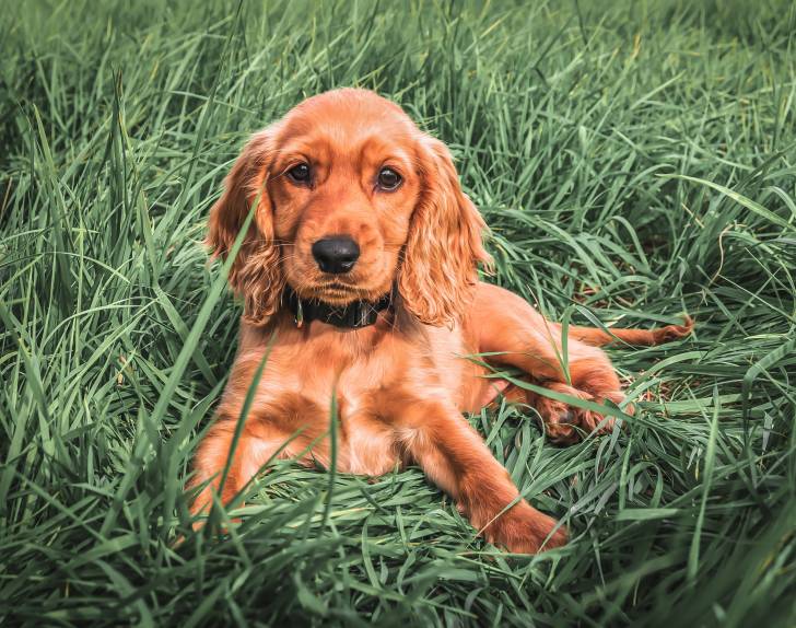 Un jeune Cocker Anglais  allongé dans l'herbe