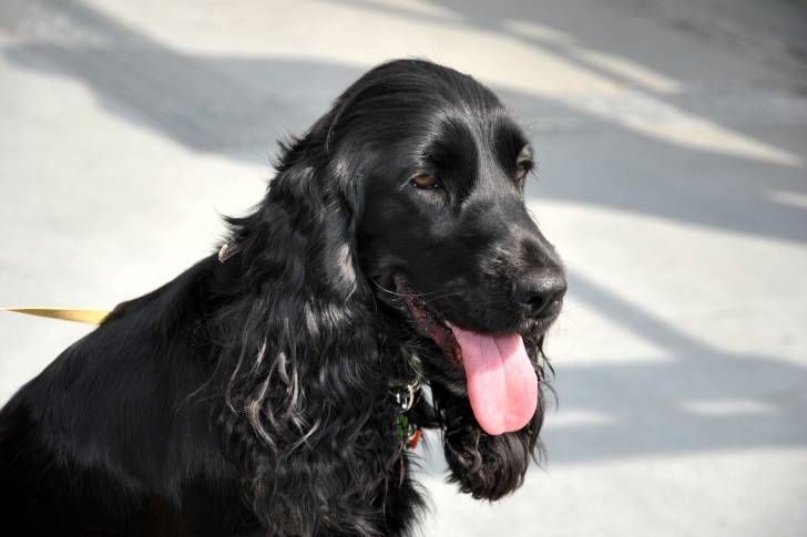 Photo Cocker Anglais