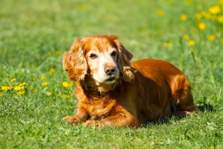 Un Cocker roux assis dans un champ