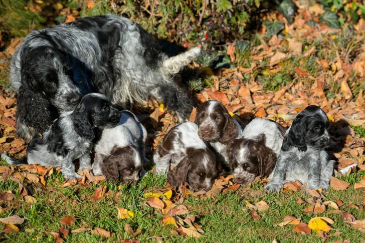 Photo Cocker Anglais