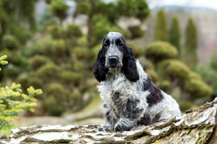 Un Cocker Anglais assis sur un tronc d'arbre