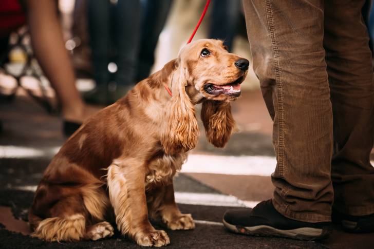Un Cocker Anglais tenu en laisse aux pieds de son propriétaire