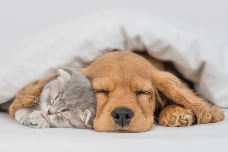 Un Cocker Anglais allongé sous une couverture à côté d'un chat