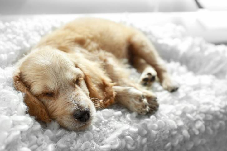 Un Cocker Anglais allongé sur un tapis blanc