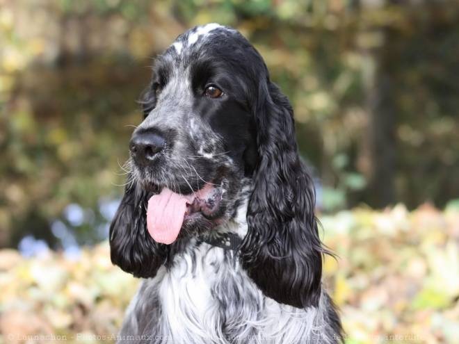 cocker anglais - Cocker Anglais Mâle (2 ans)