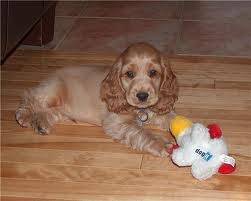 Bambou - Cocker Anglais Femelle (5 mois)