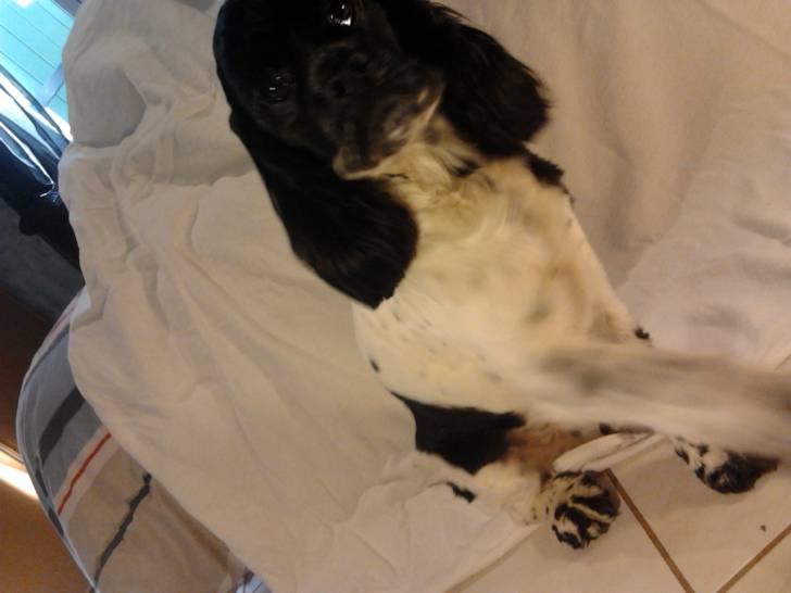 Flora - Cocker Anglais Femelle (1 an)