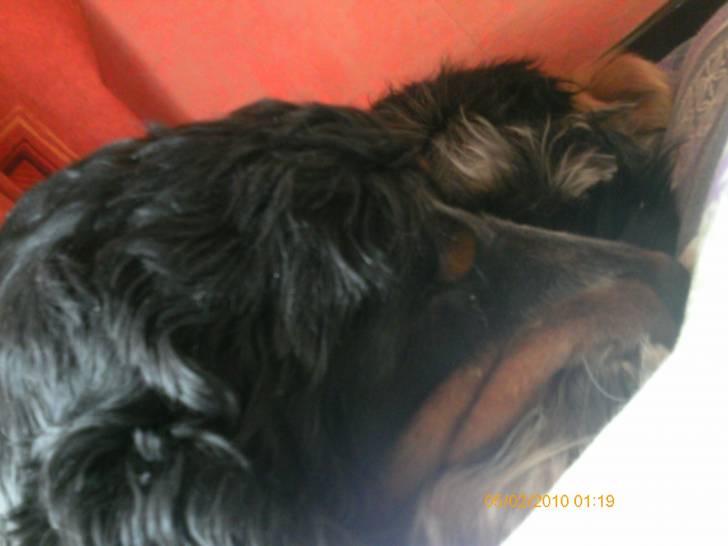 Caramel - Cocker Anglais Mâle (4 ans)