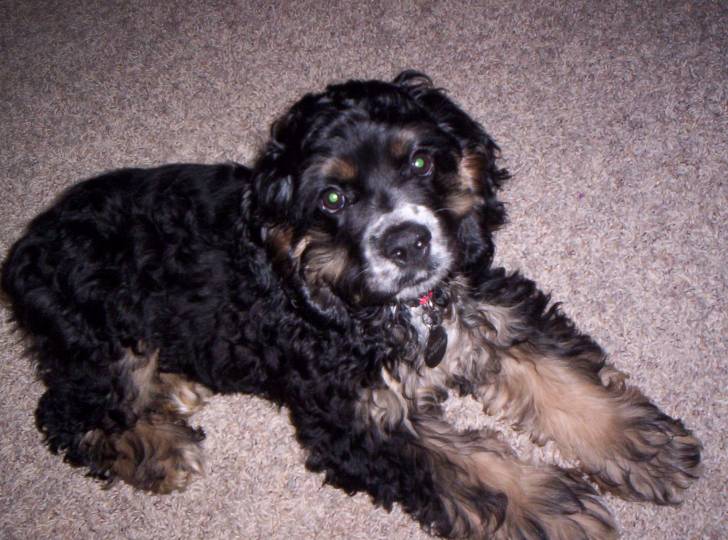 harley - Cocker Anglais Mâle (5 ans)