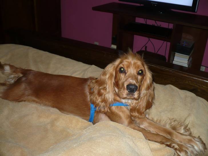 Baster - Cocker Anglais Mâle (11 mois)