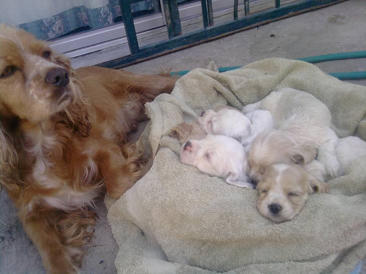 Emily y cachorros - Cocker Anglais Femelle (7 ans)