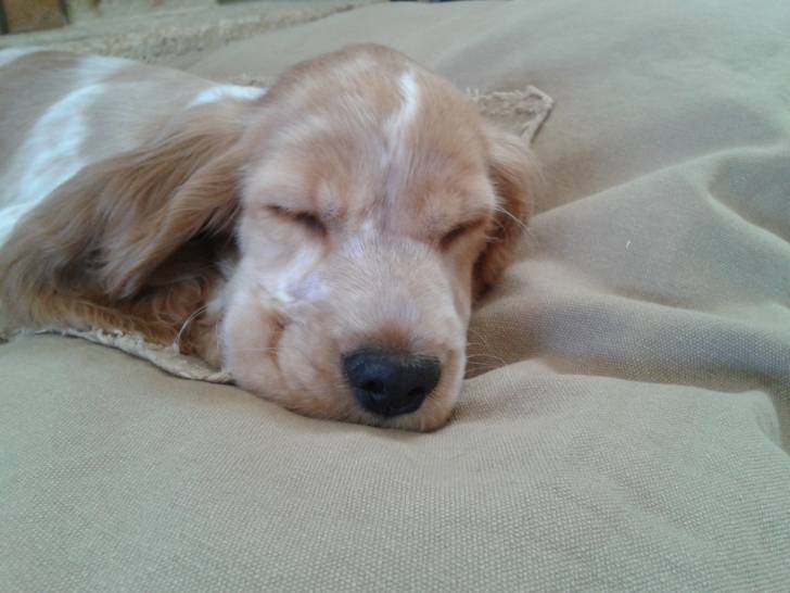 Habby - Cocker Anglais Femelle (5 mois)