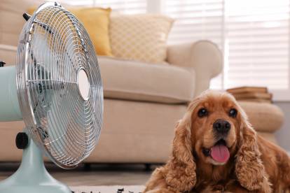 Un Cocker Anglais allongé à côté d'un ventilateur