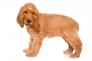 Un Cocker Anglais sur fond blanc