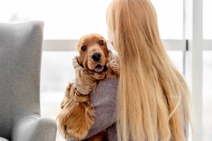 Un Cocker Anglais dans les bras de sa propriétaire
