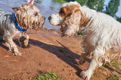 Un Cocker Anglais  avec un autre chien