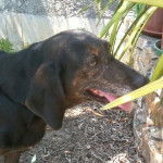 kelly - Chien Courant Italien à Poil Ras (5 ans)