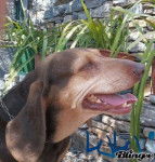 lulù - Chien Courant Italien à Poil Ras (8 ans)