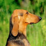 Photo Chien Courant Italien à Poil Ras