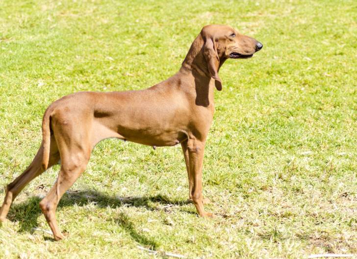 Photo Chien Courant Italien à Poil Ras