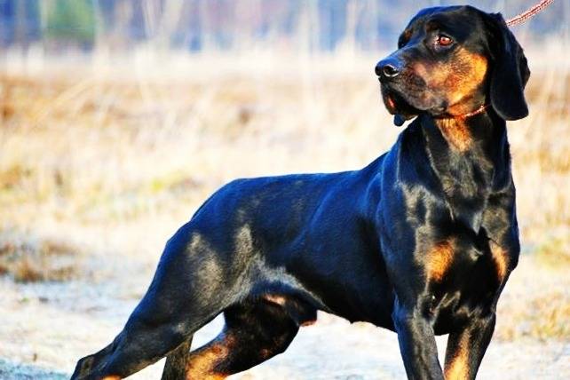 Un Chien Courant Polonais en position statique