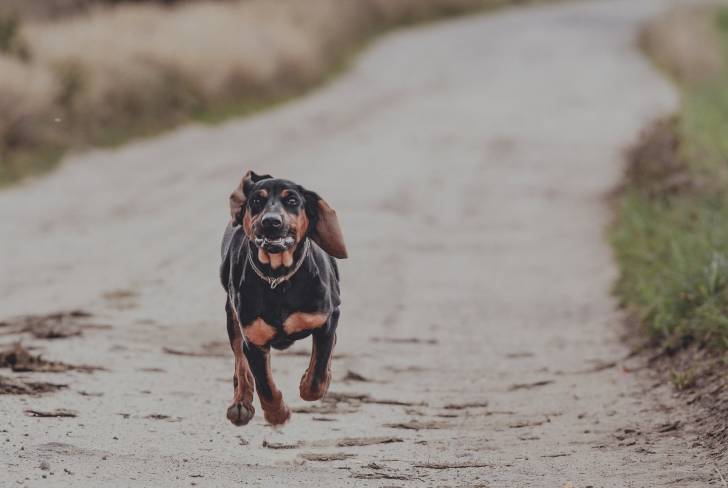 Un Chien Courant Polonais en train de courir sur un sentier