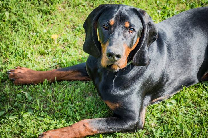 Un Chien Courant Polonais en train de regarder vers l'objectif