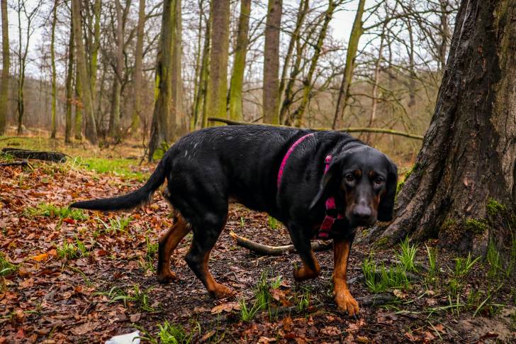 Un Chien Courant Polonais en promenade dans les bois