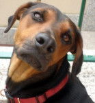 Photo Chien Courant Serbe