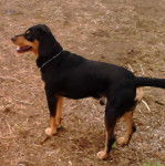 Javier - Chien Courant Slovaque Mâle (2 ans)